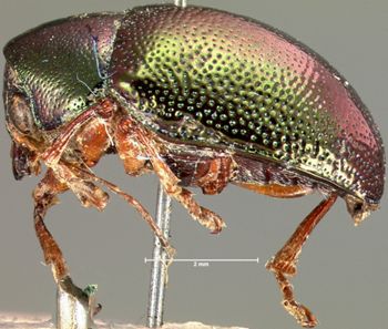 Media type: image; Entomology 9484   Aspect: habitus lateral view